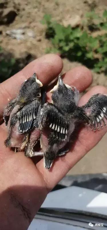 幼鸟指南合集,幼鸟指南原版