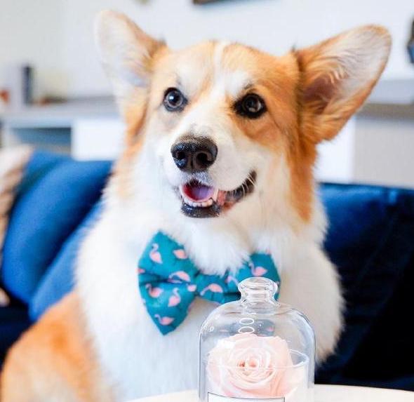 柯基吃什么狗粮最好最有营养,柯基吃什么狗粮比较合适