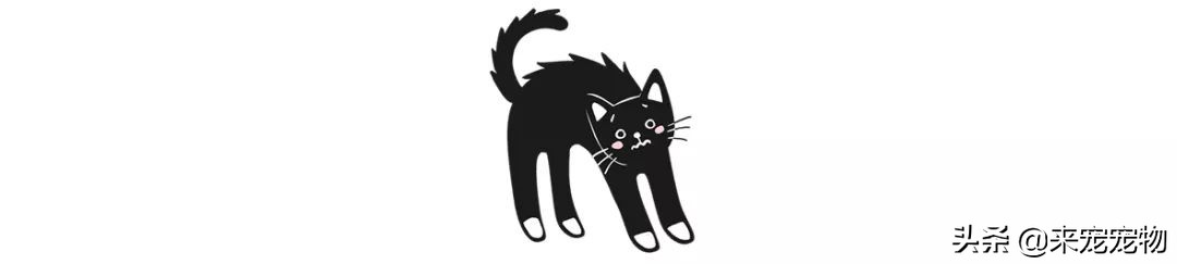 猫咪有一只耳朵很多黑色分泌物,猫咪耳朵褐色分泌物