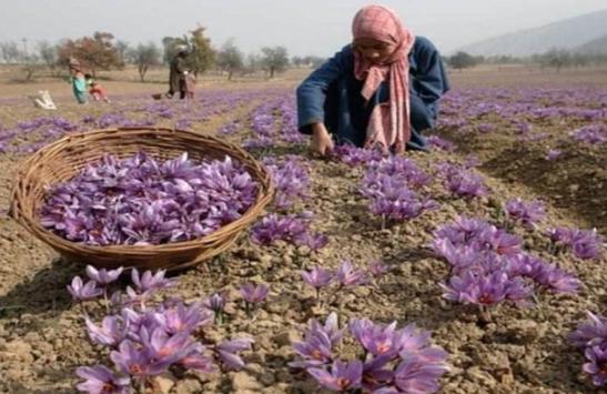 最昂贵的西红花,西红花为什么独贵