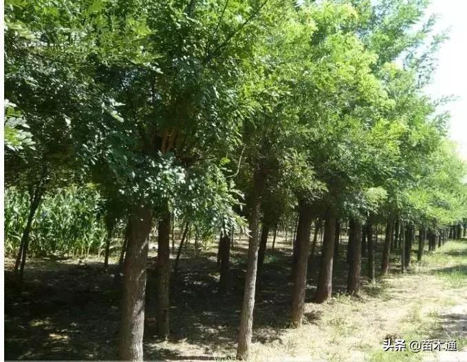 金叶国槐前景怎么样,国槐树5年后有前景吗