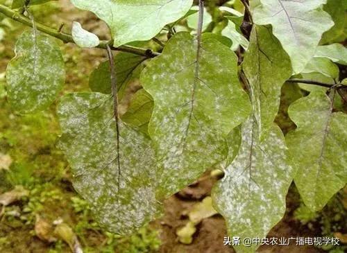 看图识物茄子,茄子叶子上发白是什么病怎么治
