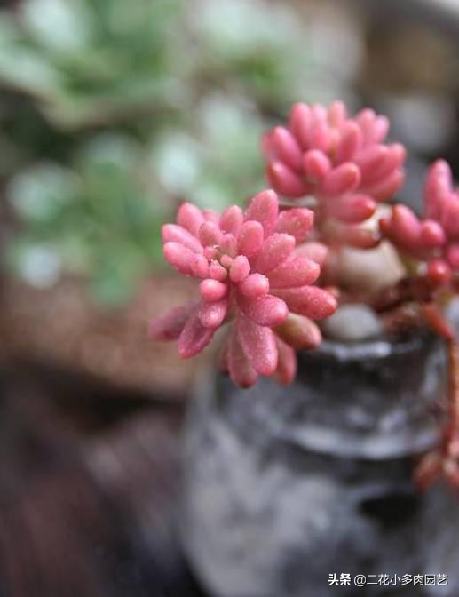 365种·常见花卉图谱，观果和多肉植物收藏篇