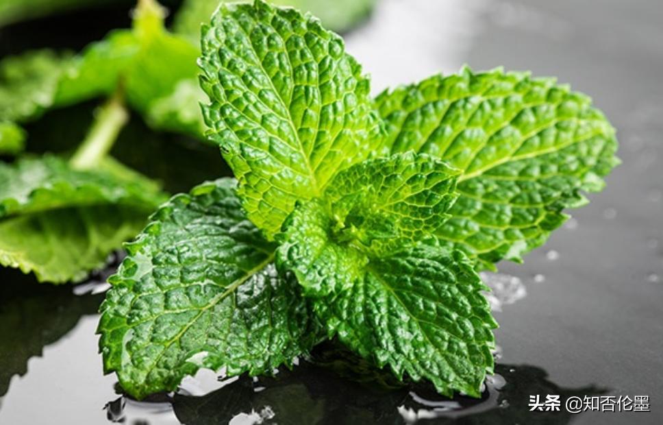 农村种植薄荷方法和时间,农村庭院种植薄荷