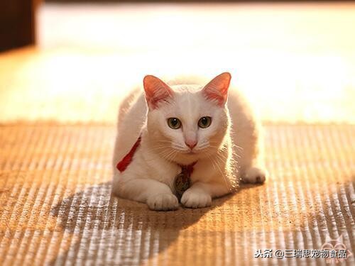 萌猫十大明星,十大萌猫排名