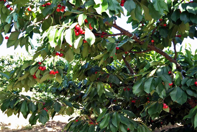 樱桃园开始采摘,樱桃采摘季漫山遍野红樱桃