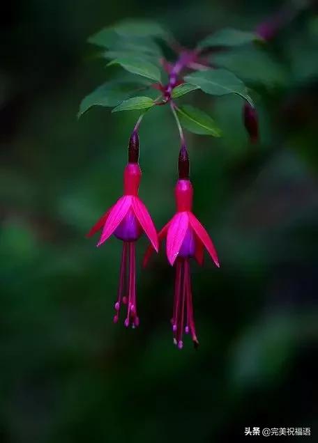 除夕快乐,第一个祝福送给你!愿你新的一年,美满幸福吉祥如意