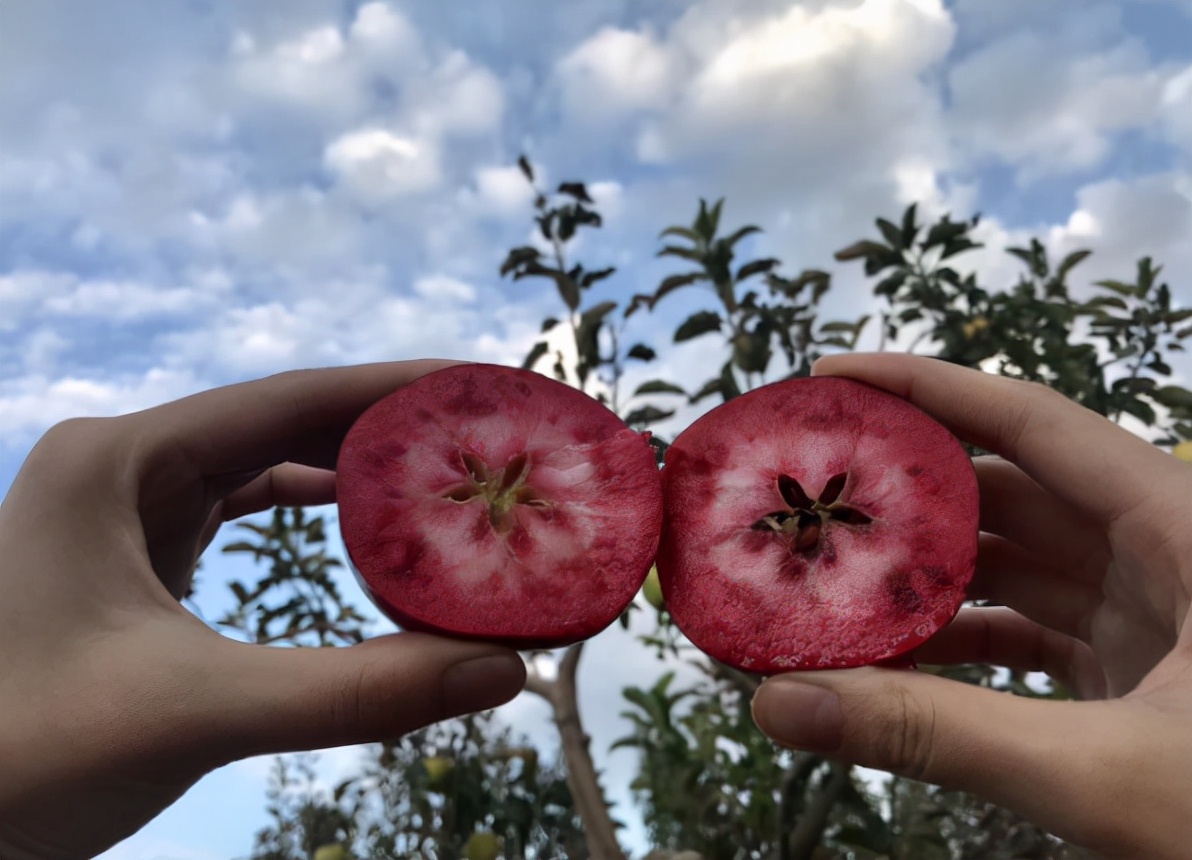 这11种盆景树在我国特别流行,国外盆景树种