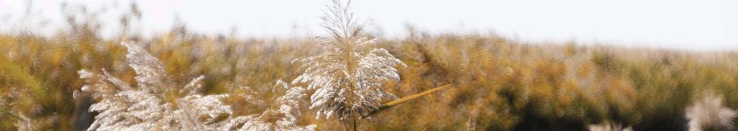 GastroEsthetics，秀色可餐