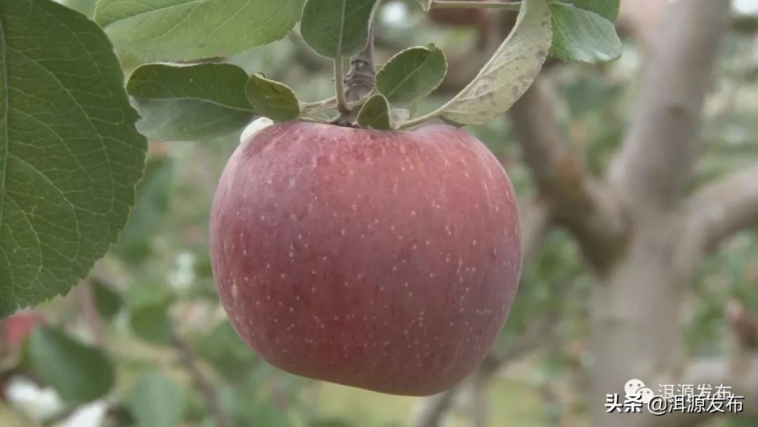 农特产品电商市场情况,农特产品电商运营