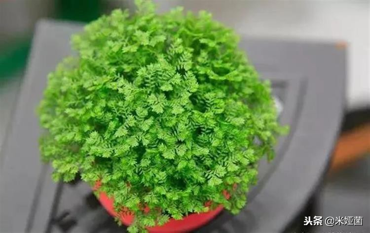 蕨类植物怎么养护,铁线蕨类植物养护方法