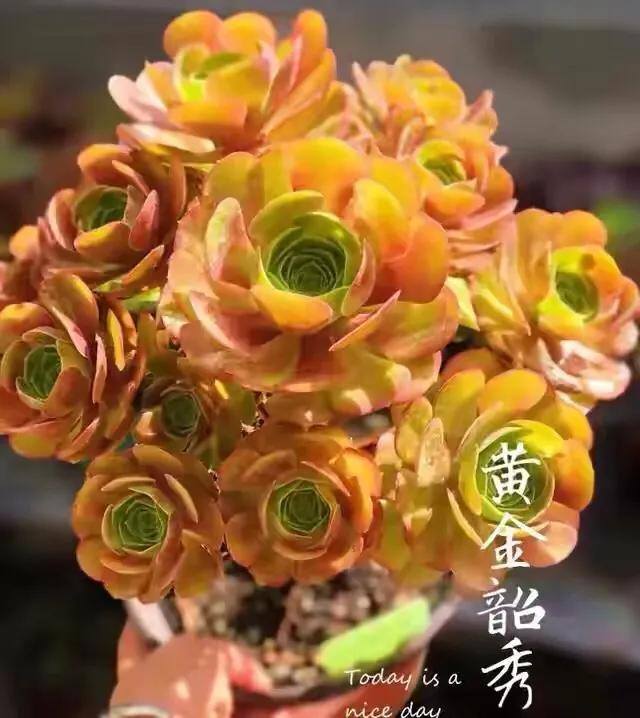 多肉法师韶羞现在能摘心吗,多肉法师欧紫跟韶羞的对比图