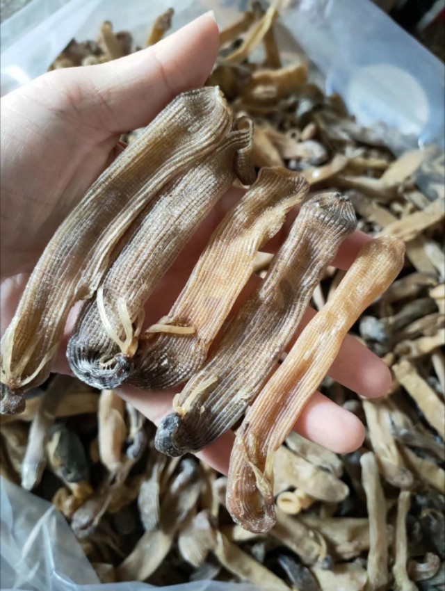 海陵岛闸坡渔港,海陵岛闸坡世界级渔港码头