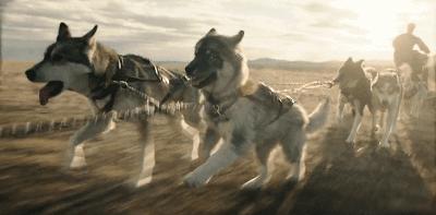 二哈多哥极限逃跑,多哥为什么跟其他哈士奇不一样