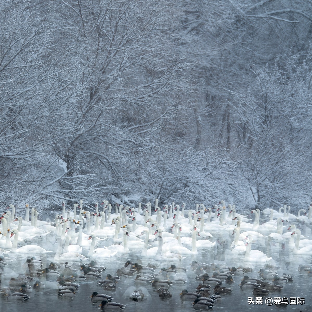 2020观鸟大年,观鸟大年完整版