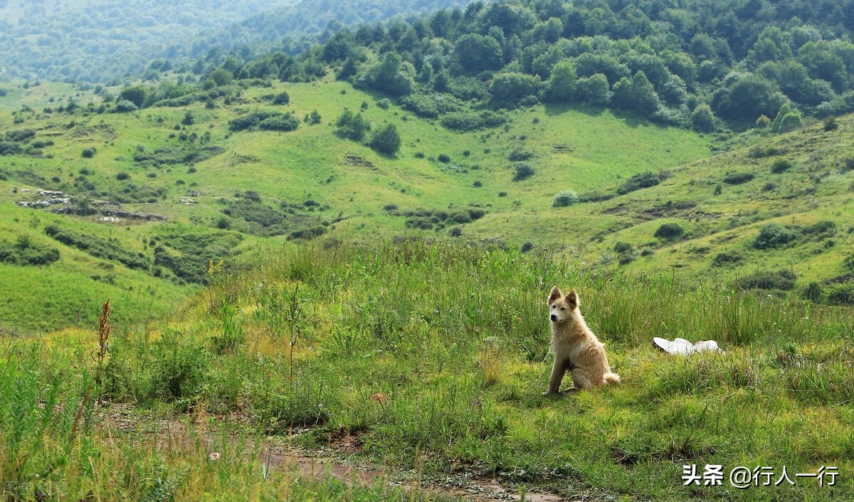华北最大的亚高山草甸圣王坪,华北最大的亚高山草甸