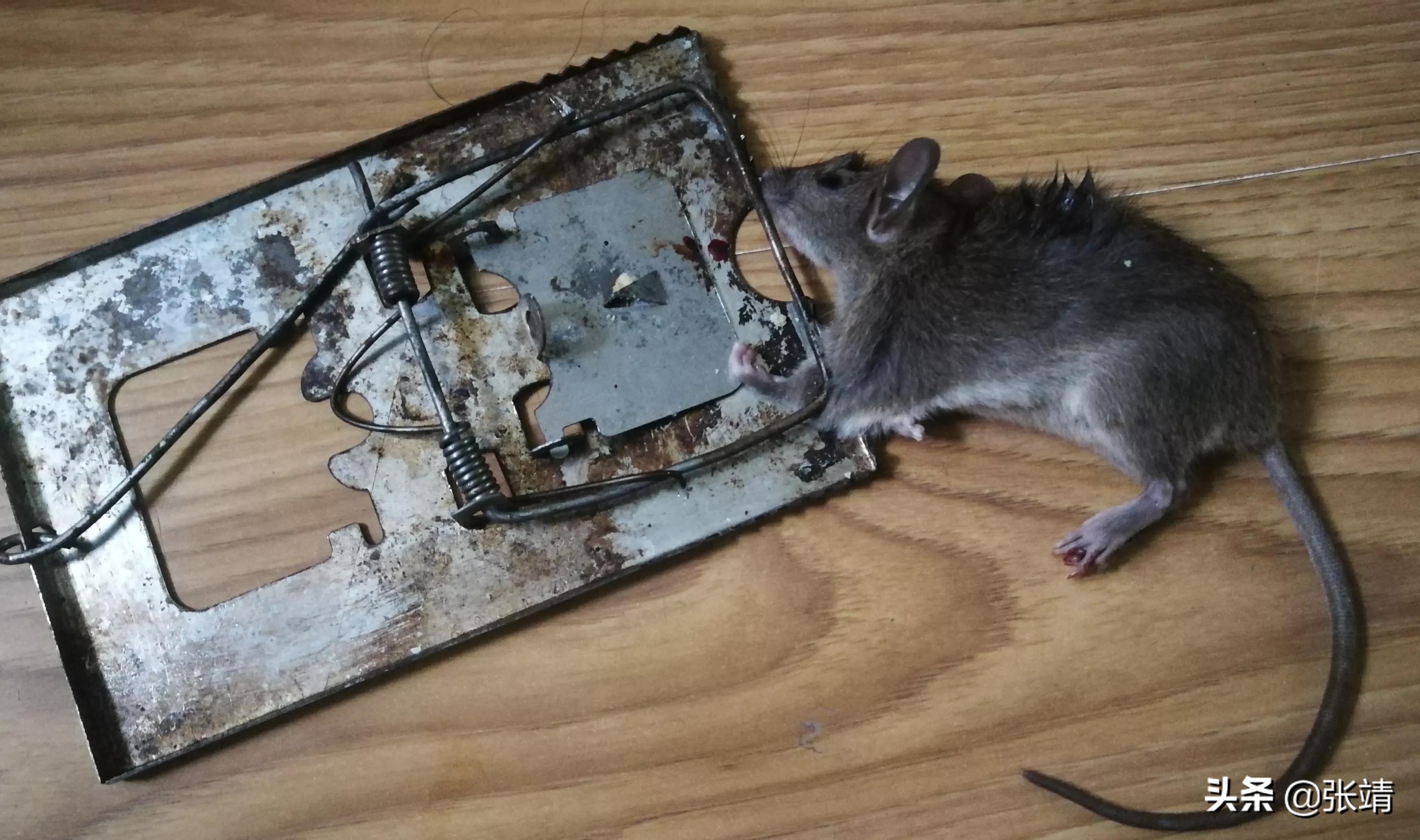 老鼠进家有什么好办法,老鼠进家该找谁处理