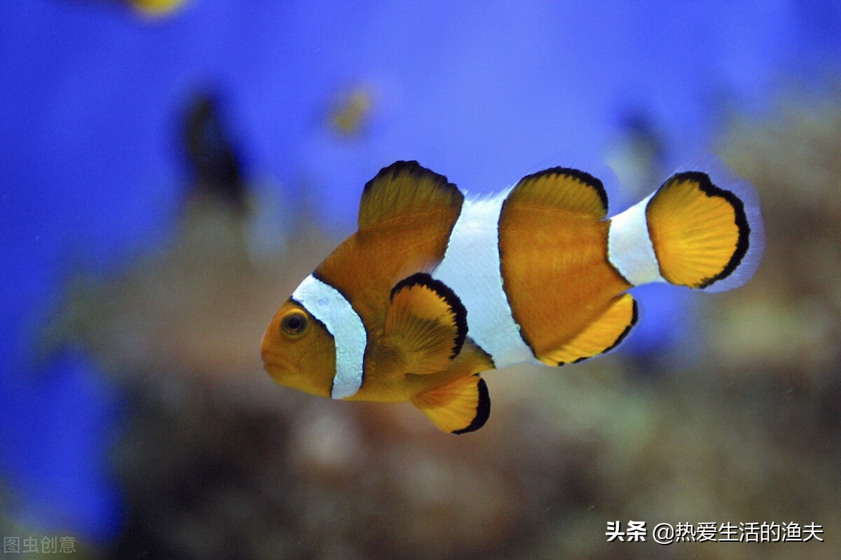 鱼缸换水能一次换全部吗,鱼缸换水可以直接换溪水吗