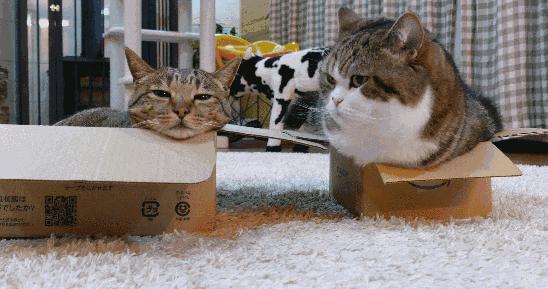 猫咪被虫子咬了不注意会流脓吗,猫咪被蚊子叮咬会怎么样