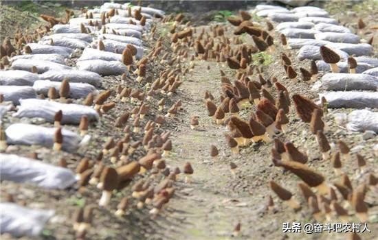 农村创业国家扶持项目小作坊,农村创业项目推荐2022