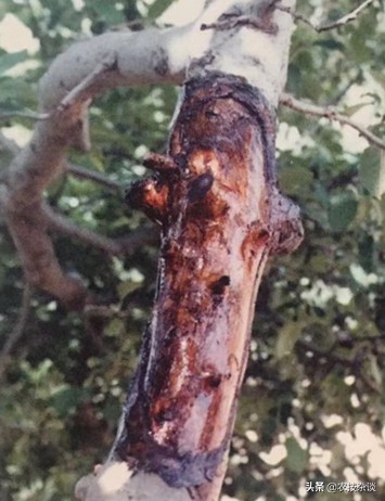 苹果腐烂病或根腐病怎么治,苹果干腐病最佳防治方法