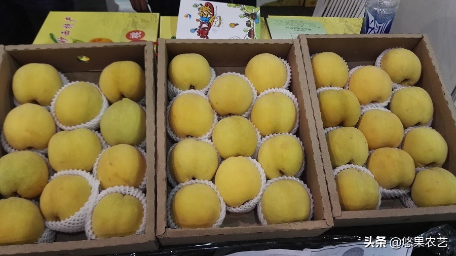 桃树的种植方法和管理,想种植果树去哪里咨询