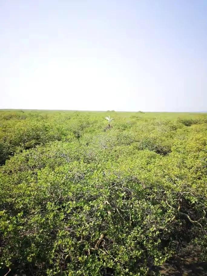 三亚红树林,神奇的亚马逊雨林