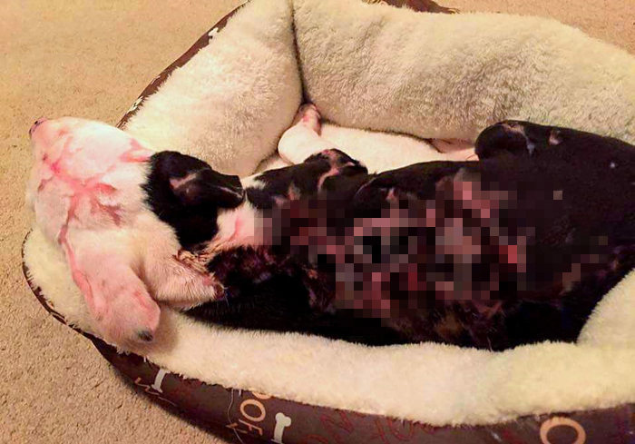 狗狗被烫伤了用什么药最好,狗狗烫伤应该用什么药物