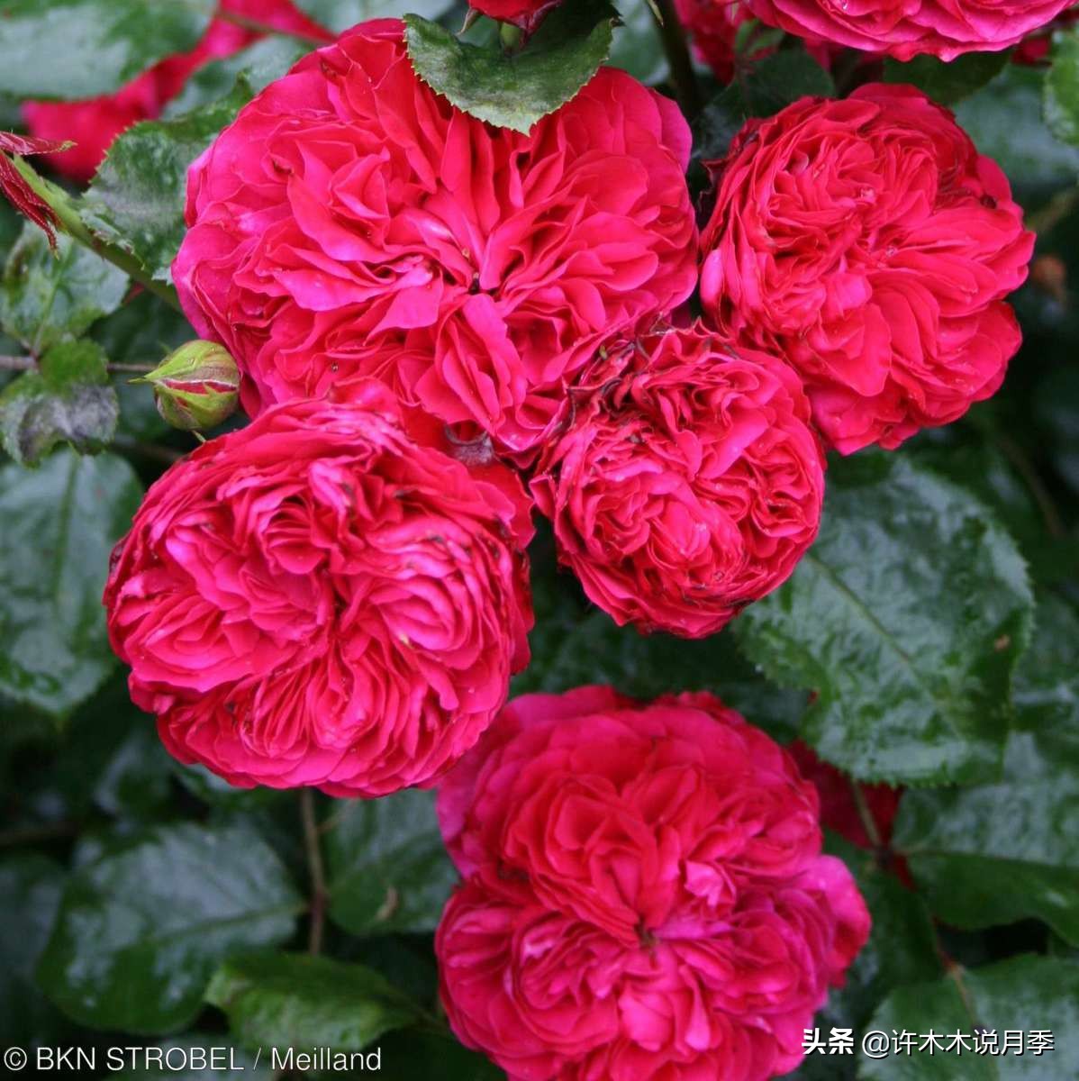 月季为什么不开花和品种有关系吗,买回来的月季不长花骨朵怎么办