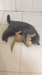 你根本不知道，养只猫有多幸福！