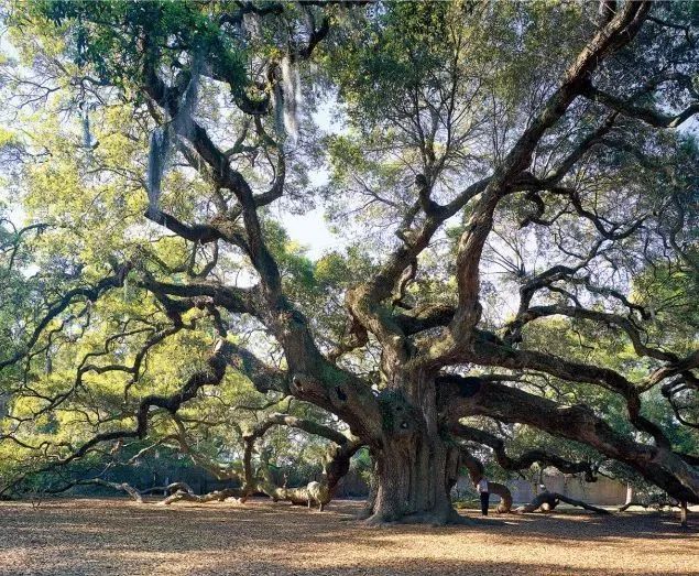 李世民栽的银杏树的价值,1400年李世民亲手栽的银杏树图
