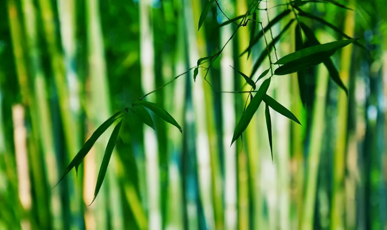 有没有关于老师的经典古诗推荐,哪些能让老师惊艳的古诗词