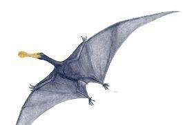 地球上到底存活了多少种翼龙,10亿年前的翼龙