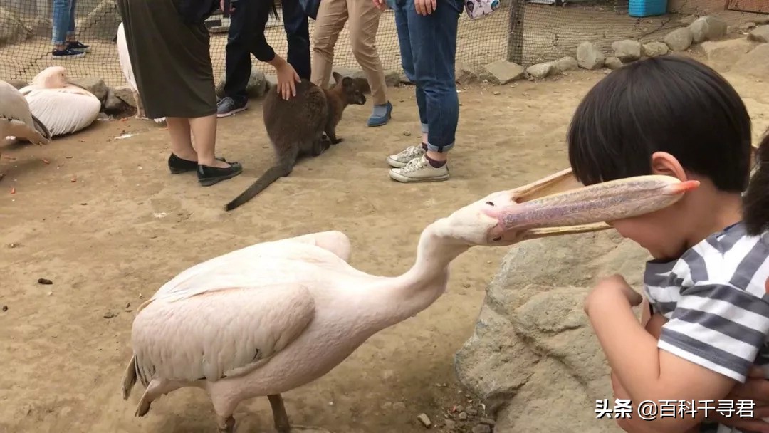 鹈鹕吞猎物到肚子里是怎么样的,鹈鹕的嘴真的是大口袋吗