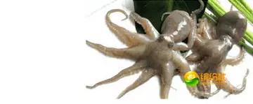 舟山4月份海鲜攻略,舟山海鲜代加工攻略