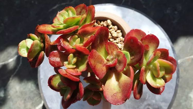 爱机车，爱多肉，宝妈花姐的诗和远方