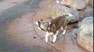 狗子被主人吓尿怎么办,狗子偷吃猪手被发现