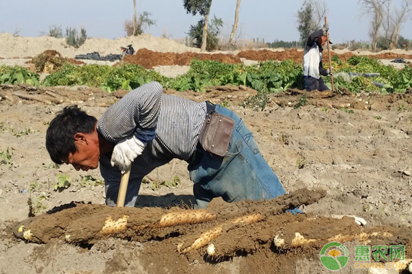 山药长芽了还可以吃吗？如何保存山药才不会发芽？