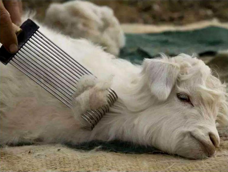 maxmara大衣101801适合小个子吗,maxmara101801大衣属于什么档次