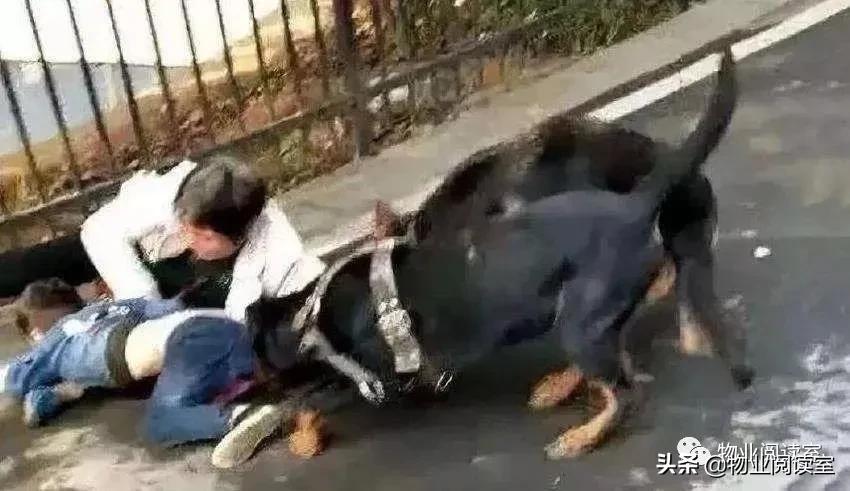 物业不是什么都能管的,物业不是一个筐什么都往里装