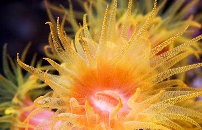 海洋珊瑚是不是危险的,海洋酸化对生态系统的影响