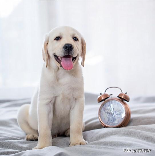 拉布拉多流鼻涕什么样子的,两个月的拉布拉多咳嗽干呕流鼻涕
