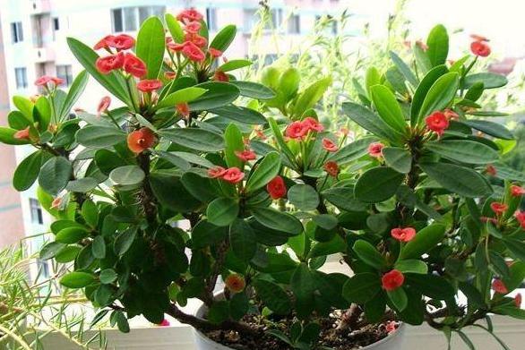 花草叶子发黄枯萎怎么办,花草的叶子发黄怎么办