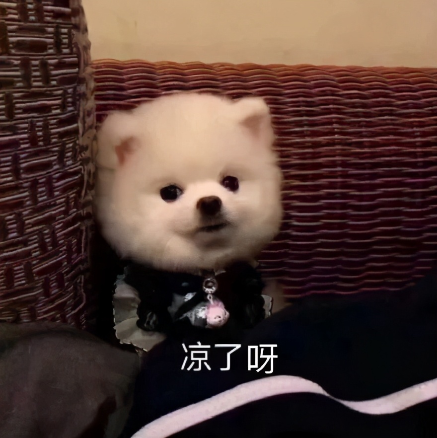 博美怀孕了会怎样,二哈让博美怀孕