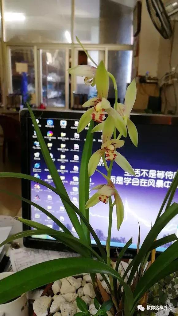 枕头芯掏1把扔盆里，透气不烂根，绿萝吊兰越长越疯，越长越旺