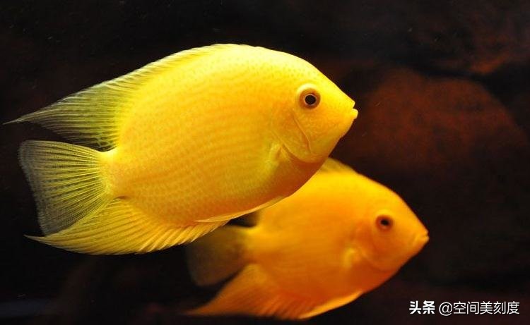 水中精灵鱼儿戏水,水中精灵鱼缸