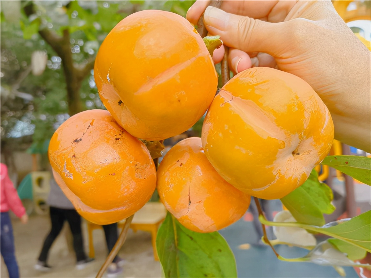 合肥市宿州路幼儿园:十月丰收秋味浓,香甜脆柿采摘忙