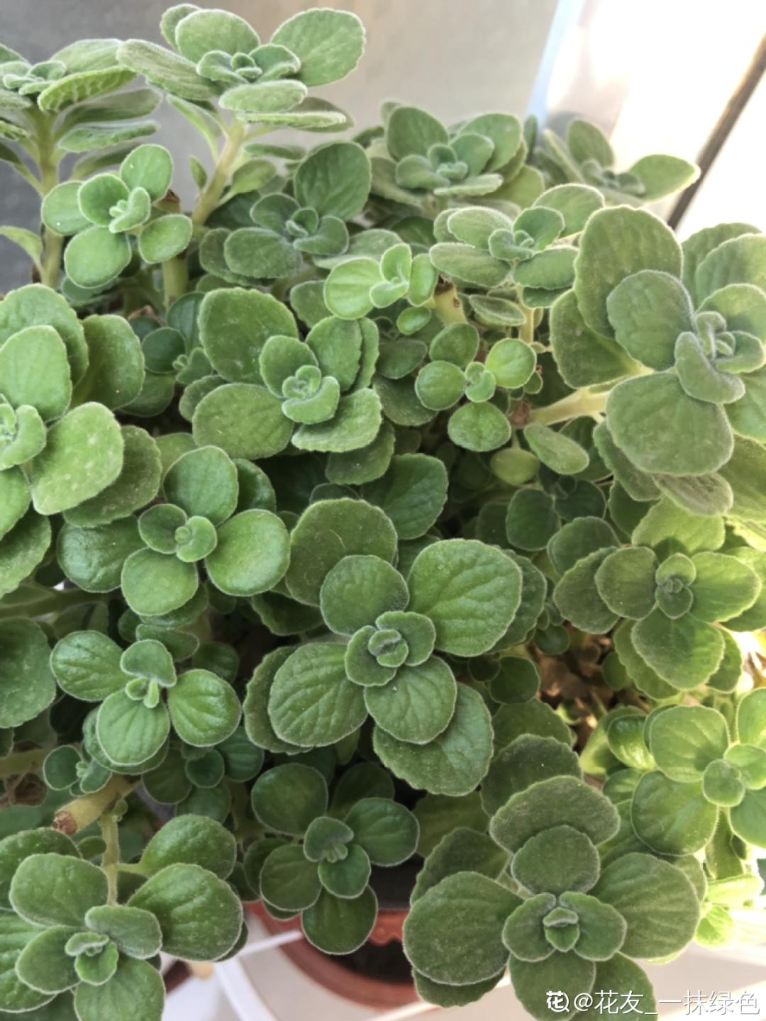 耐养的香水花,种室内香水花