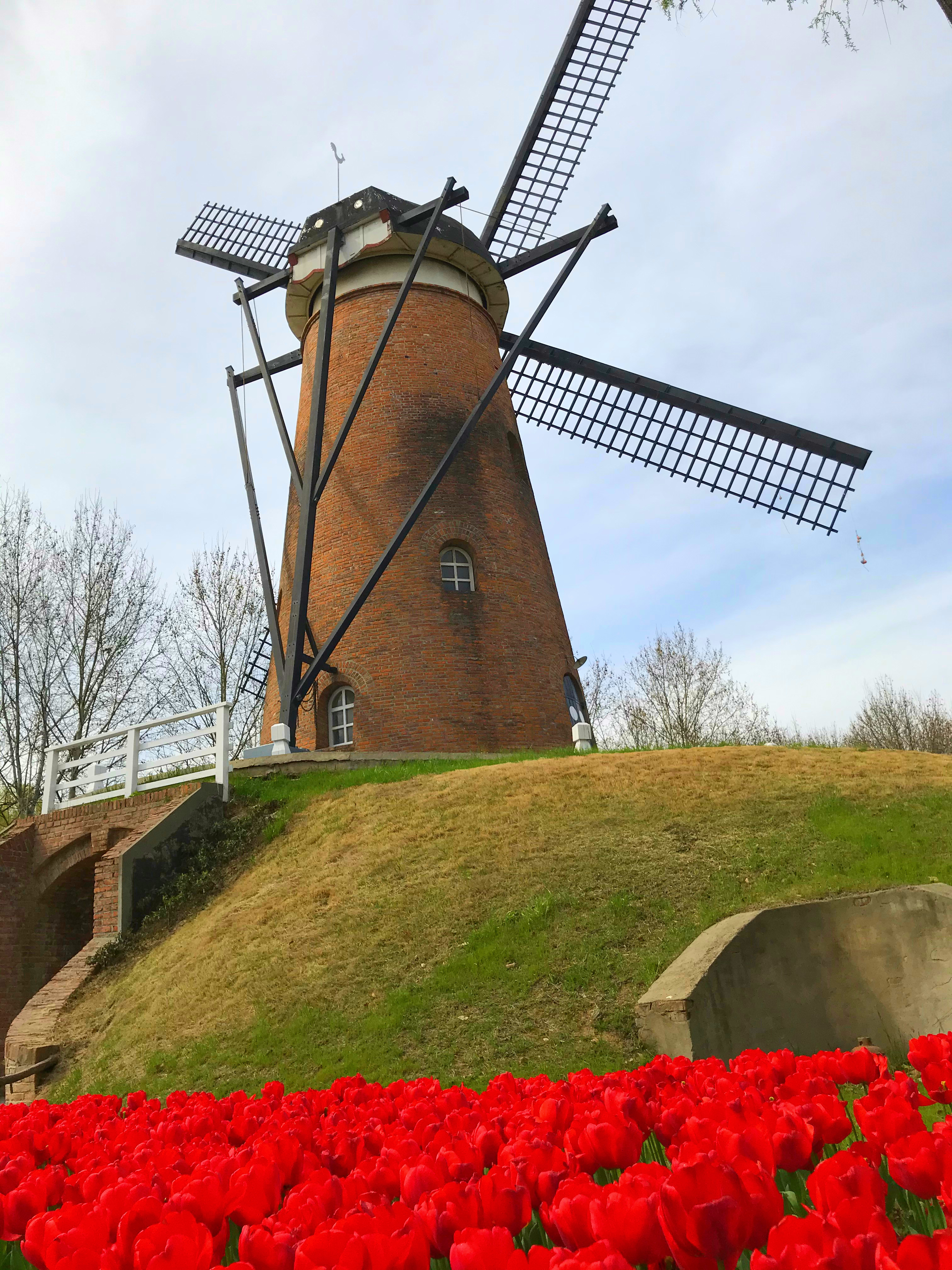 荷兰风情花园,南京绿博园的美丽