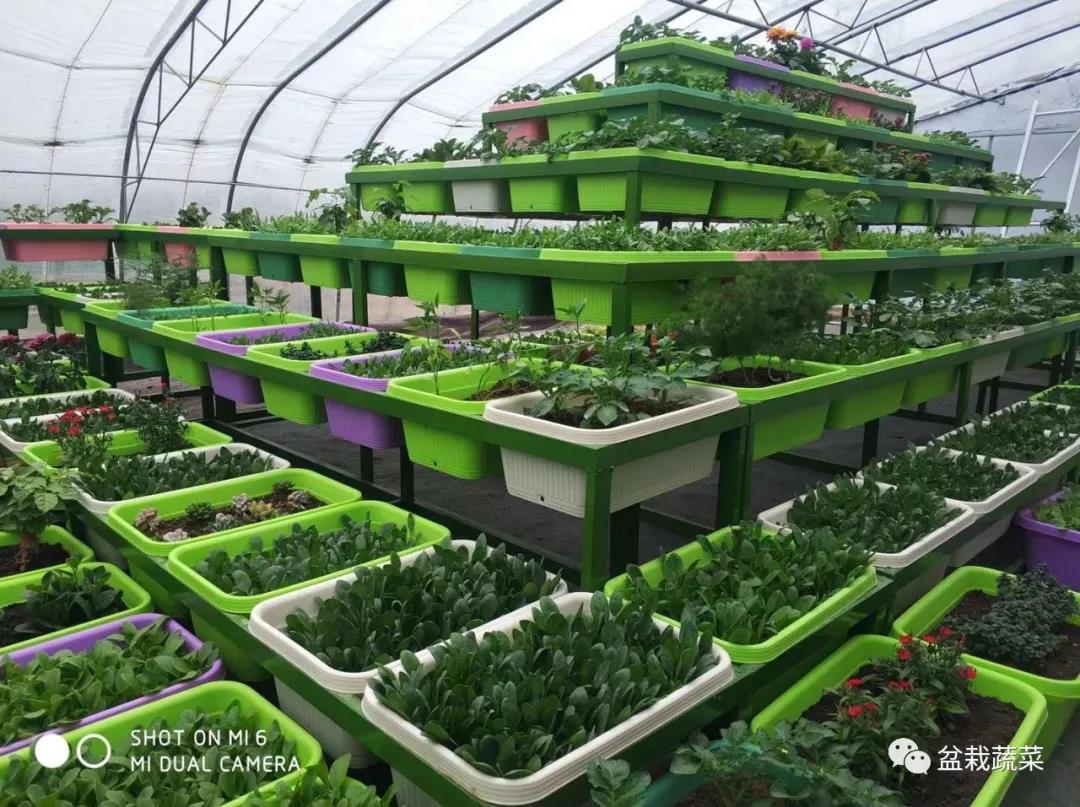 抢名额，19期中国无土栽培和土壤种植技术升级集成培训会